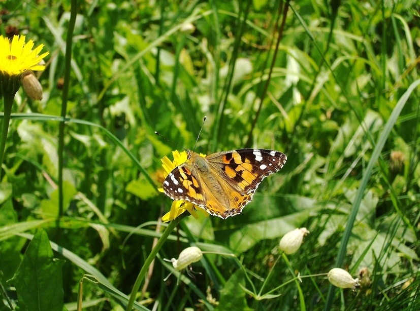 Farfalle di Valtellina, Valchiavenna, V.Poschiavo, Bregaglia